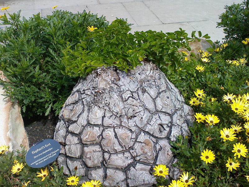 DSC00482 BritMus SA Plants.jpg